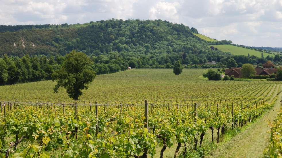 Alternatives to your favourite global holiday destinations Surrey Hills vineyard